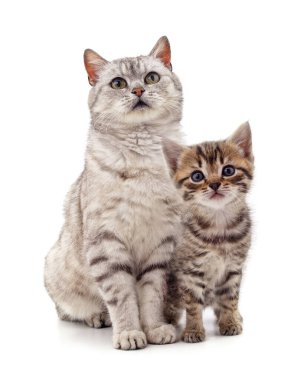 Kedi ve kedi yavrusu beyaz arka planda izole edilmiş..