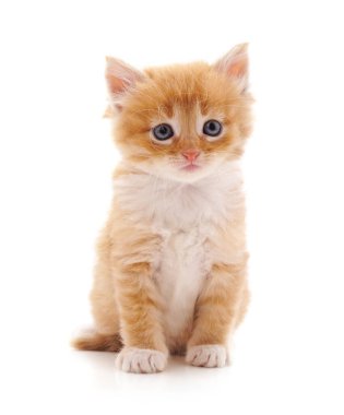 Beyaz arka planda izole bir kahverengi kedi yavrusu..