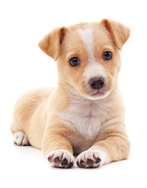 Kahverengi güzel köpek yavrusu beyaz arka planda izole edilmiş..