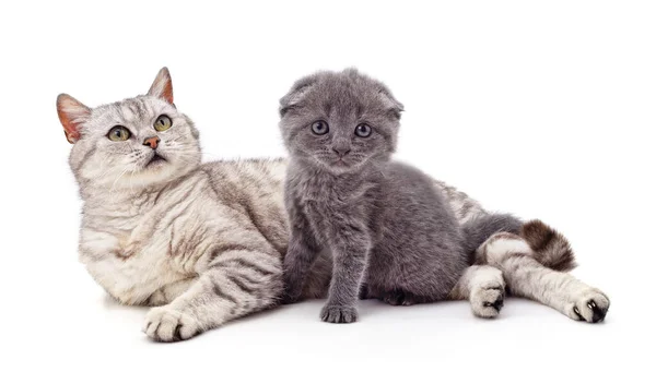 Gato Gatito Aislados Sobre Fondo Blanco — Foto de Stock