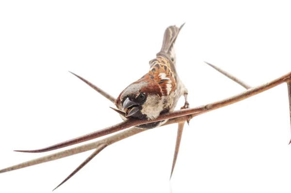 One Little Sparrow Branch Isolated White Background — Stock Photo, Image