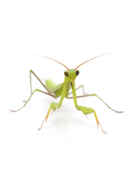 Zöld Mantis Elszigetelt Fehér Alapon — Stock Fotó