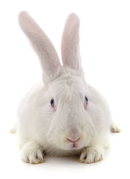 Один Білий Кролик Ізольований Білому Тлі — стокове фото