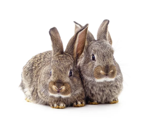 Dos Conejos Grises Aislados Sobre Fondo Blanco —  Fotos de Stock