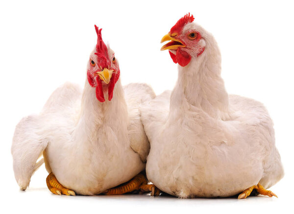 Two white chicken isolated on white background.