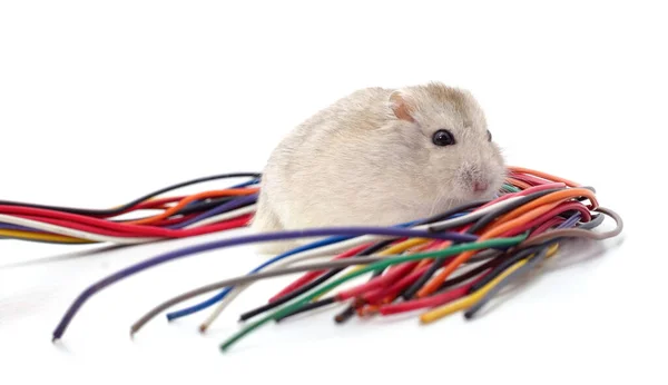 Hámster Mordiendo Cable Aislado Sobre Fondo Blanco — Foto de Stock