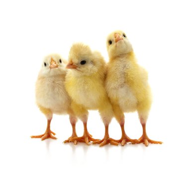 Beyaz arka planda izole edilmiş sarı küçük tavuklar..