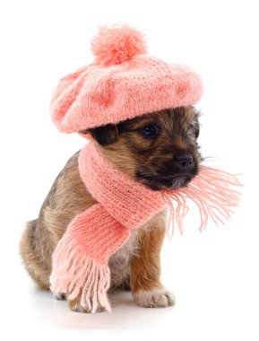 Beyaz arka planda eşarplı köpek.
