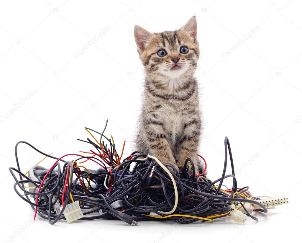 Kitten and a pile of gnawed wires isolated on a white background.