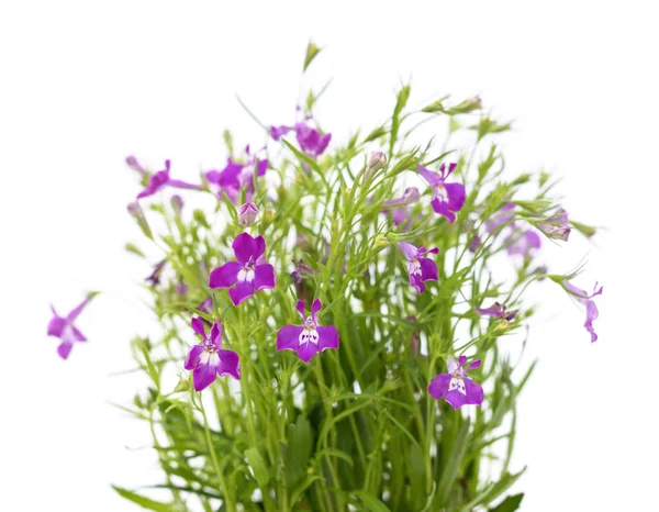 Lobélie Pourpre Dans Pot Isolé Sur Fond Blanc — Photo