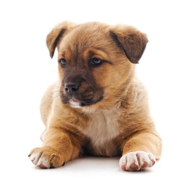 Beyaz arka planda izole edilmiş küçük bir köpek yavrusu..