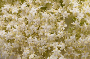 Arkaplanı oluşturan beyaz leylak çiçekleri.