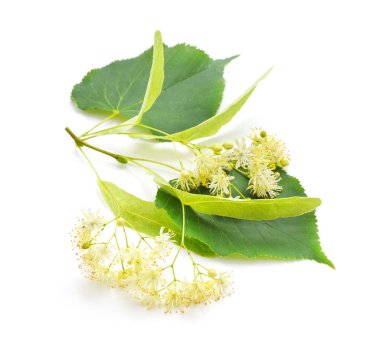 Beyaz arkaplanda ıhlamur çiçekli dal.