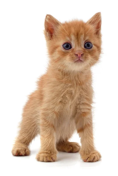 Hermoso Gatito Rojo Aislado Sobre Fondo Blanco — Foto de Stock