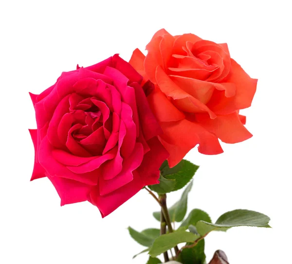 Две Красные Оранжевые Розы Белом Фоне — стоковое фото