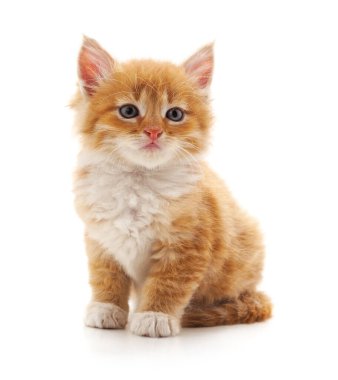 Beyaz arka planda izole bir kahverengi kedi yavrusu..