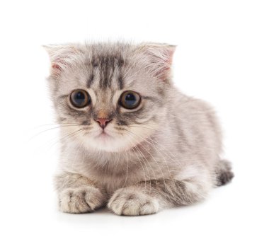 Beyaz bir arka planda izole edilmiş küçük bir kedi yavrusu..
