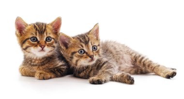 Beyaz arka planda iki küçük kedi yavrusu..