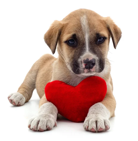 Chiot Avec Coeur Isolé Sur Fond Blanc — Photo