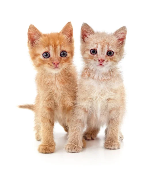 Two Small Kittens Isolated White Background — Stock Photo, Image