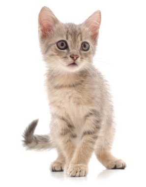 Beyaz bir arka planda izole edilmiş küçük bir kedi yavrusu..