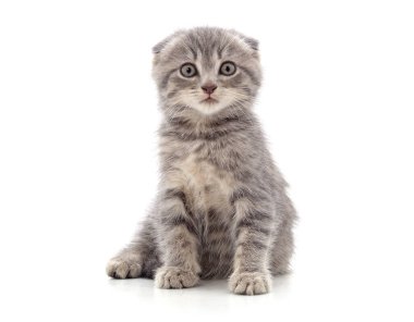 Beyaz bir arka planda izole edilmiş küçük bir kedi yavrusu..
