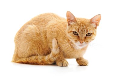 Kızgın kırmızı kedi beyaz arka planda izole edilmiş..