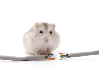 Beyaz arka planda izole edilmiş kabloyu ısıran hamster..