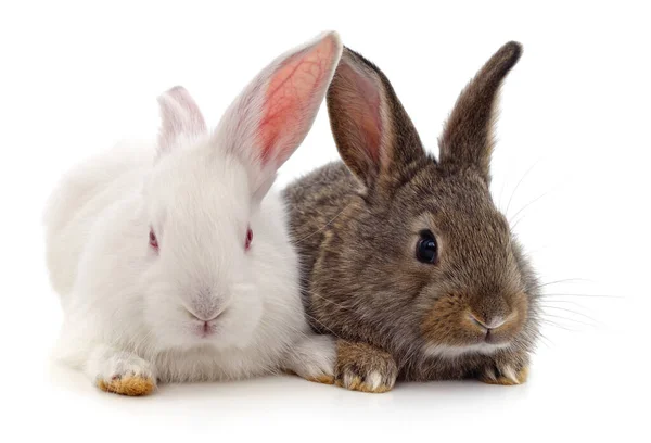 Два Красивых Кролика Изолированы Белом Фоне — стоковое фото