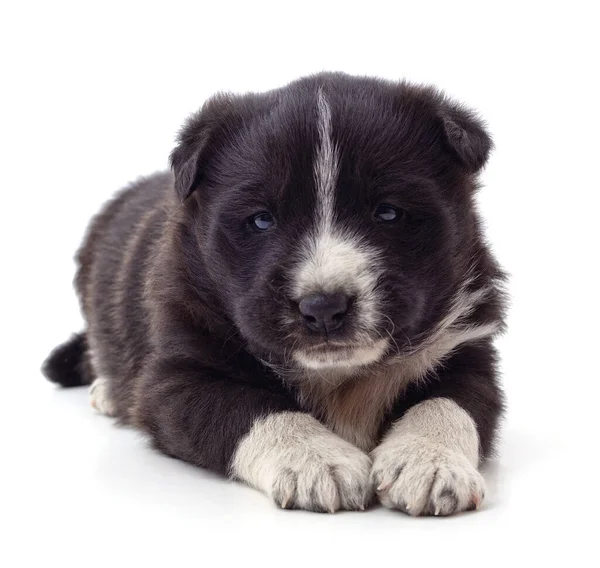 Black Beautiful Puppy Isolated White Background — Stock Photo, Image