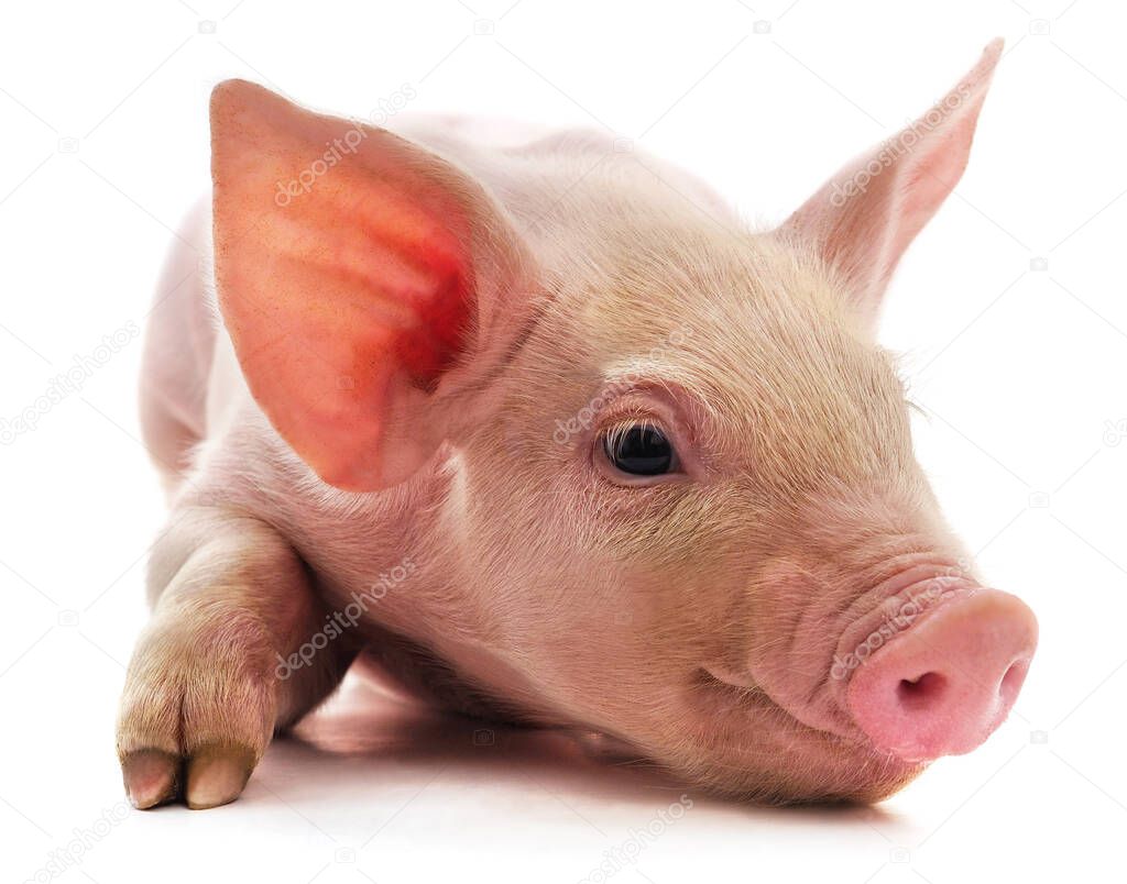 Little pink pig isolated on a white background.
