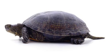 Beyaz arka planda yabani siyah kaplumbağa..