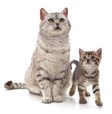 Beyaz arka planda kedisi olan kedi..