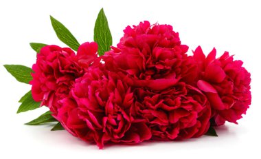 Beyaz arka planda izole edilmiş kırmızı şakayık demeti..