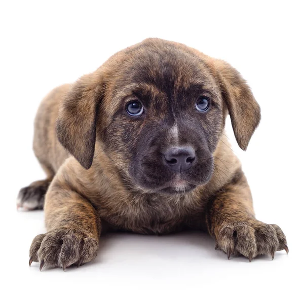 Marrón Hermoso Cachorro Aislado Sobre Fondo Blanco — Foto de Stock