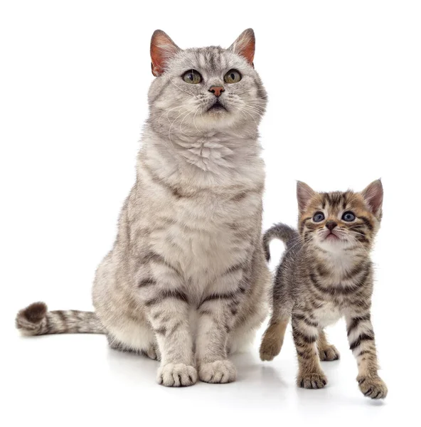 Gato Con Gatito Aislado Sobre Fondo Blanco — Foto de Stock