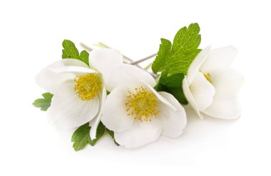 Beyaz arka planda izole edilmiş beyaz şakayık demeti..