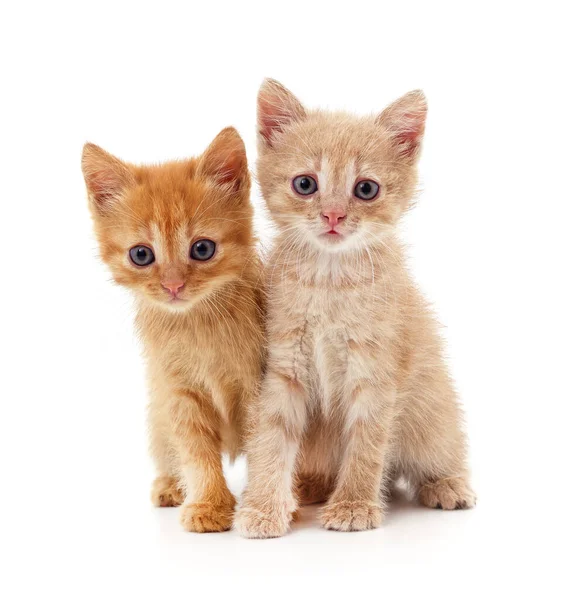 Deux Beaux Chats Isolés Sur Fond Blanc — Photo