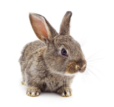 Beyaz arka planda izole edilmiş büyük gri tavşan..