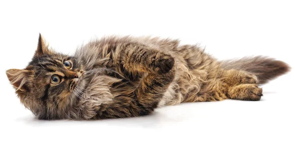 Vacker Brun Katt Isolerad Vit Bakgrund — Stockfoto