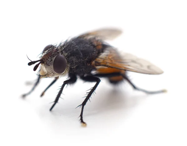 Una Gran Mosca Aislada Sobre Fondo Blanco — Foto de Stock