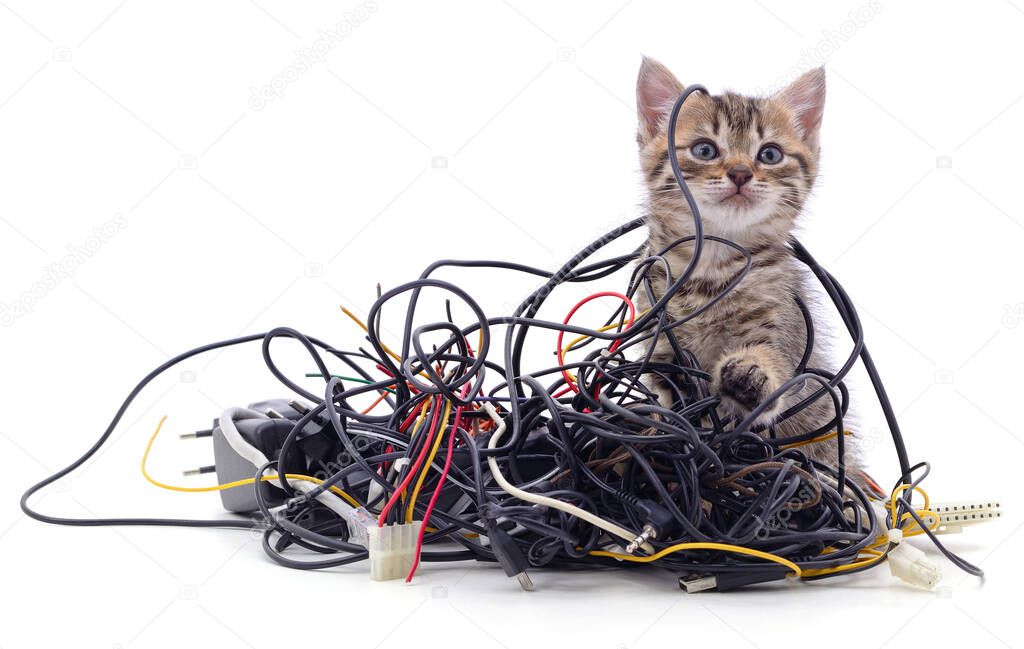 Kitten and a pile of gnawed wires isolated on a white background.