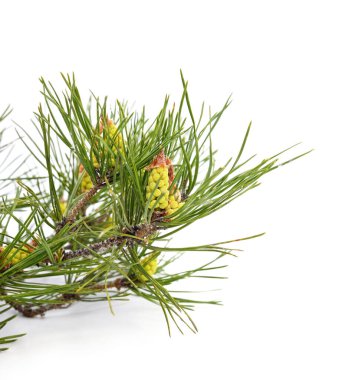 Beyaz arka planda izole edilmiş konileri olan Noel ağacı dalı.