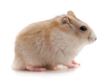 Beyaz arka planda beyaz küçük bir hamster..