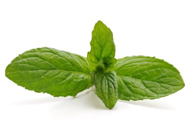 Beyaz arkaplanda izole edilmiş yeşil nane yaprakları.
