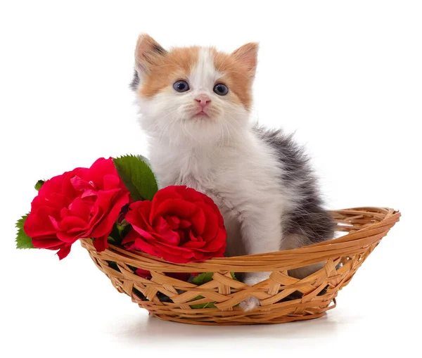 Gatinho Uma Cesta Com Rosas Isoladas Fundo Branco — Fotografia de Stock