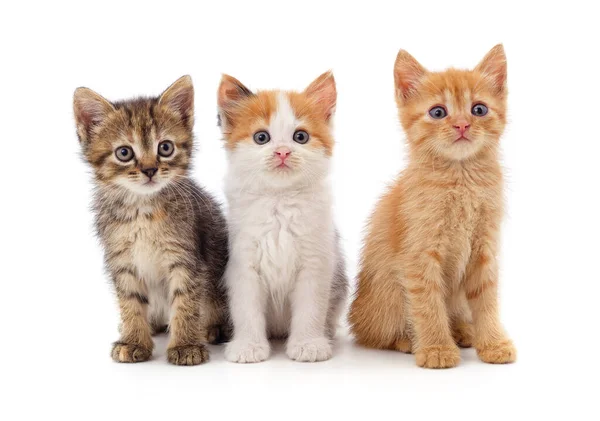Three Small Kittens Isolated White Background — Stock Photo, Image