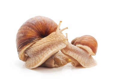 Beyaz arka planda iki çizgili salyangoz..