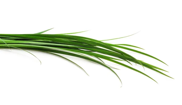 Bunch Green Grass White Background — Stock Photo, Image