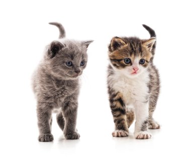 Beyaz bir arka planda iki güzel kedi..